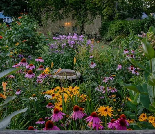 Designing a Backyard Garden to Attract Pollinators and Improve Plant Health