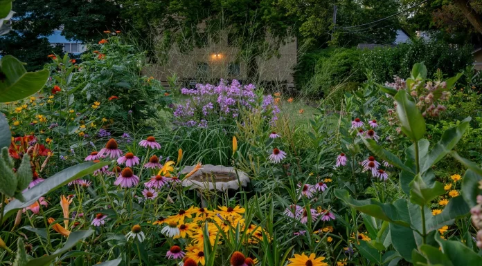 Designing a Backyard Garden to Attract Pollinators and Improve Plant Health