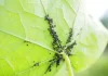 How to Prevent Common Pest Infestations in Small Vegetable Gardens