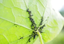 How to Prevent Common Pest Infestations in Small Vegetable Gardens