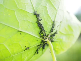 How to Prevent Common Pest Infestations in Small Vegetable Gardens