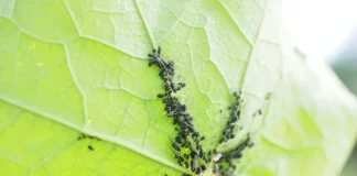 How to Prevent Common Pest Infestations in Small Vegetable Gardens