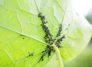 How to Prevent Common Pest Infestations in Small Vegetable Gardens