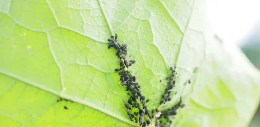 How to Prevent Common Pest Infestations in Small Vegetable Gardens