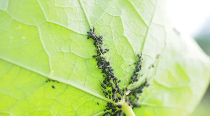 How to Prevent Common Pest Infestations in Small Vegetable Gardens