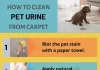 Best Eco Cleaning Practices for Removing Pet Stains and Odors Safely