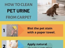 Best Eco Cleaning Practices for Removing Pet Stains and Odors Safely
