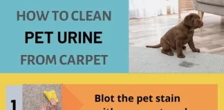 Best Eco Cleaning Practices for Removing Pet Stains and Odors Safely