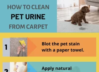 Best Eco Cleaning Practices for Removing Pet Stains and Odors Safely