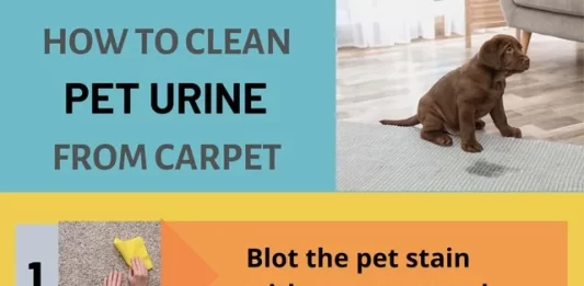 Best Eco Cleaning Practices for Removing Pet Stains and Odors Safely