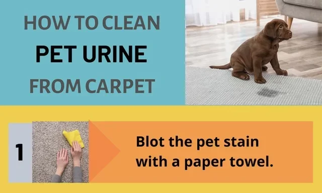 Best Eco Cleaning Practices for Removing Pet Stains and Odors Safely