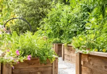 Practical Tips for Managing Backyard Pest Problems Without Chemicals