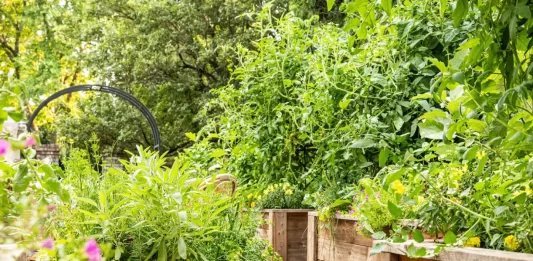Practical Tips for Managing Backyard Pest Problems Without Chemicals