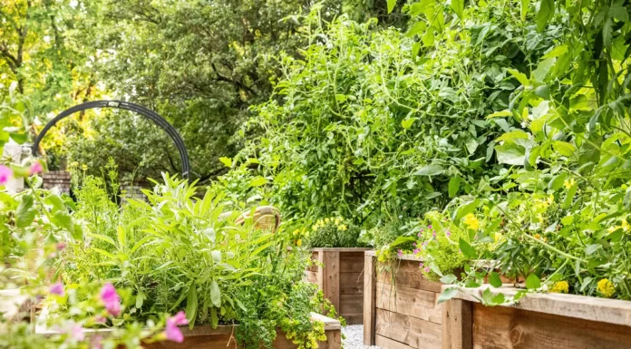 Practical Tips for Managing Backyard Pest Problems Without Chemicals