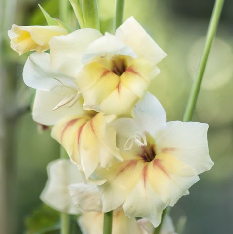 gladiolus inflorescence in full bloom summer in the garden