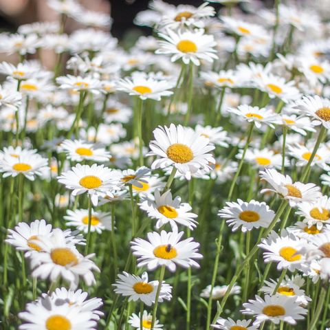 best perennials   shasta daisies