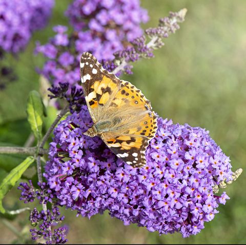 close up of a painted lady butterfly collecting pollen from a butterfly bush purple flower also known as buddleja, or buddleia bush