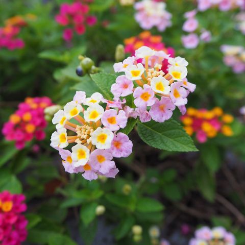 Pink Lantana flowers.