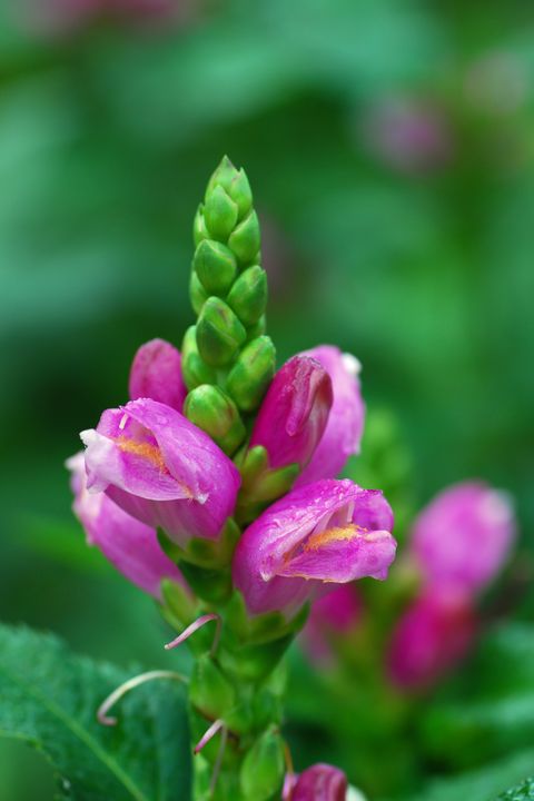 turtlehead flower