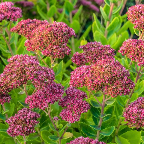 sedum with pink flowers