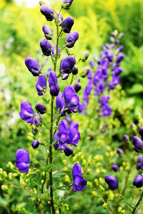 Monkshood flower