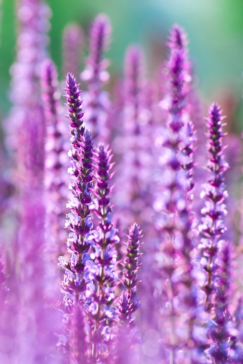 Perennial Sage flowers