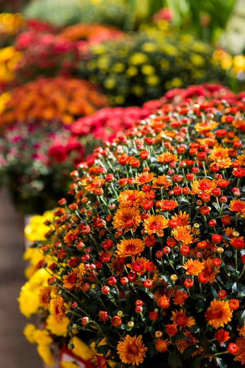 Chrysanthemum flowers