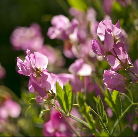 close up of sweet pea plants lathyrus odoratus in flower in a garden