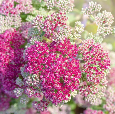 sedum flowers