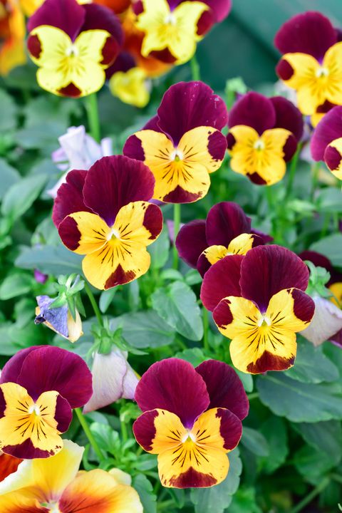 pansy flowers