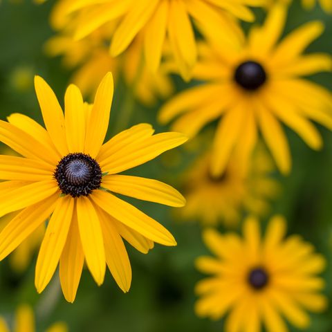 rudbeckia flowers