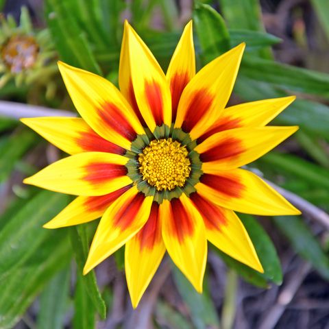 Vibrant red and yellow Gazania flower