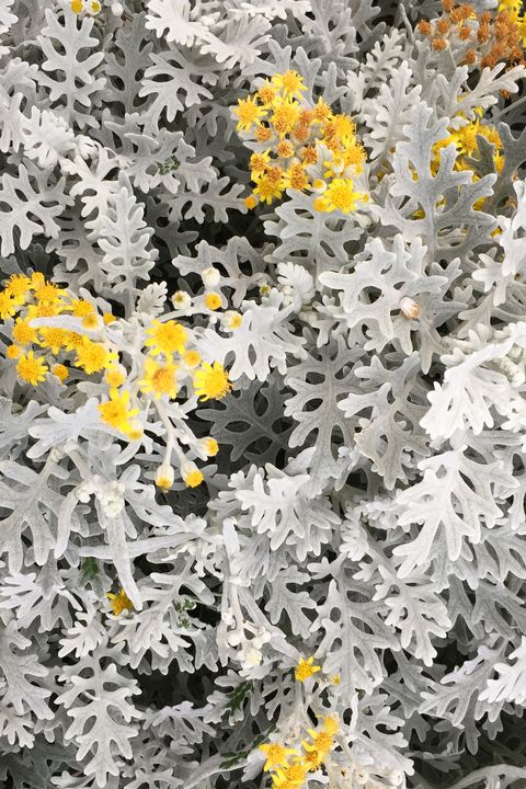 pale leaves of senecio cineraria jacobaea maritima