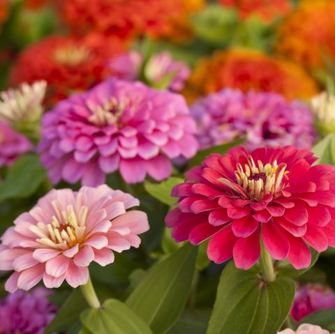 Assortment of pink-shaded zinnias in a flower patch