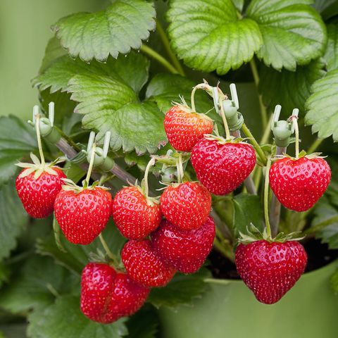 strawberry 'pegasus'