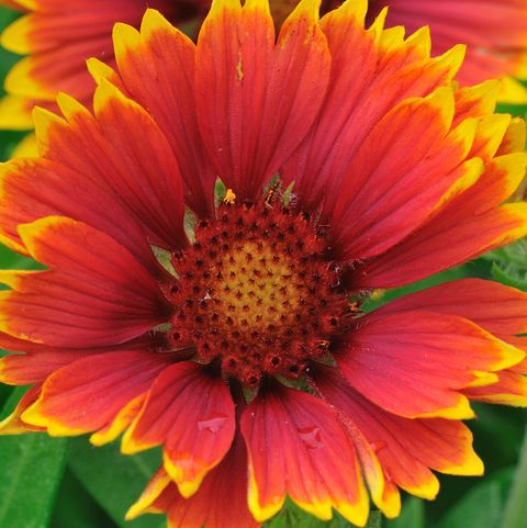 Gaillardia