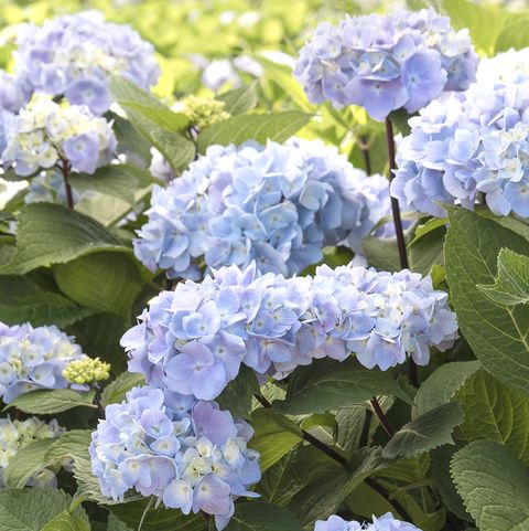 Blue Enchantress Hydrangea