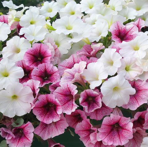 Petunia flowers in the garden