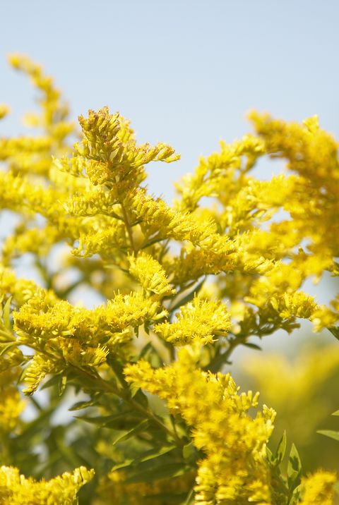 goldenrod