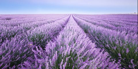 france, provence, lavender fields