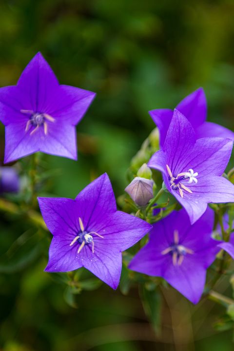 platycodon grandiflorus