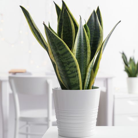 sansevieria plant in pot on table