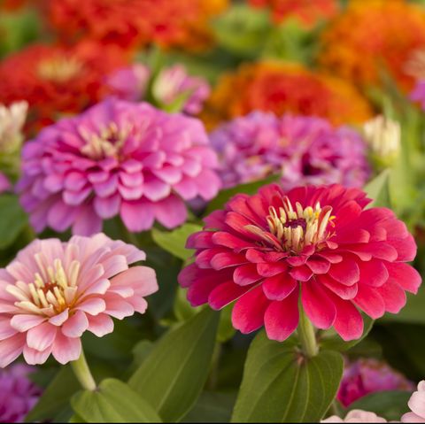 zinnias