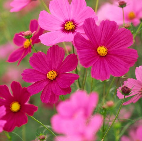 Colorful Cosmos Flowers