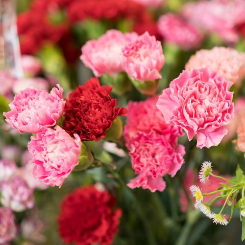 carnations