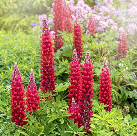 close up image of the vibrant red summer flowers of lupinus 'beefeater' also known as lupin or lupine