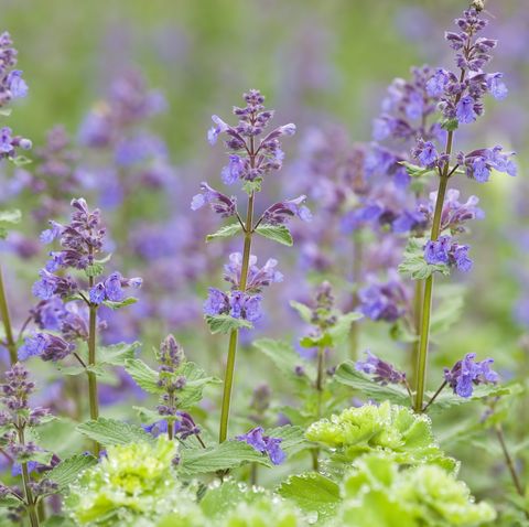 catmint