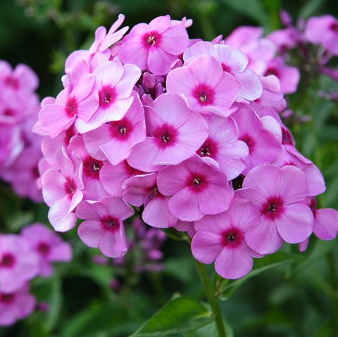 best perennials   phlox