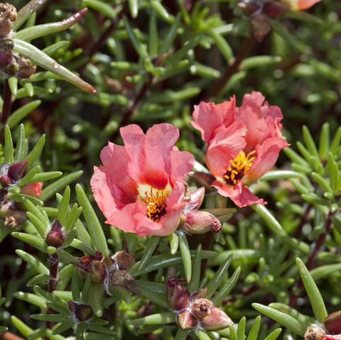 portulaca grandiflora moss rose