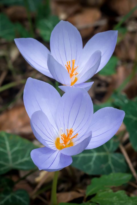 Colchicum flower